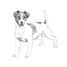 Vector Hand-drawn Illustration Of Jack Russel Terrier In Engraving Style. Sketch With A Cute Pet Isolated On White. A Dog Of Hunting Breed.