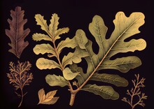 Oak Twig Botanical Illustration, Quercus Plant Drawing Imitation, Abstract Generative AI Illustration