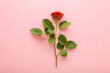 Fresh red rose with green leaves on light pink table background. Pastel color. Beautiful flower. Closeup. Top down view.