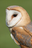 Fototapeta Zwierzęta - A portrait of a Barn Owl in a meadow
