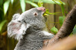 Portrait of a koala bear eating delicious eucalyptus on its tree