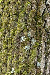 Sticker - Closeup of tree trunk covered with moss