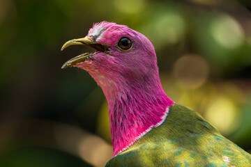 The pink-headed fruit dove (Ptilinopus porphyreus) also known as pink-necked fruit dove or Temminck's fruit pigeon, is a small colourful dove
