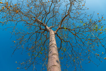 Wall Mural - tree with flower in the morning, looking up view.