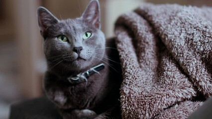 Canvas Print - Closeup of a fluffy gray cat wrapped in a blanket, lying on a sofa