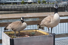 Geese Nesting In A Plant Box