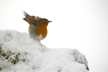 European robin eating red berries in an oak forest under a heavy snowfall on a cold January day