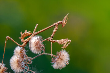 Close up of pair of Beautiful European mantis ( Mantis religiosa )