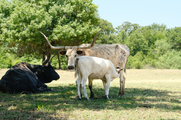 Poster - Texas longhorn cow with calf nursing during summer on rural farm outdoors.