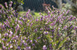 flowers of heather blooming in a garden in sunny winter