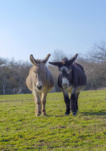 Couple Of Old Donkeys Sleeping In Meadow In Sunny Winter