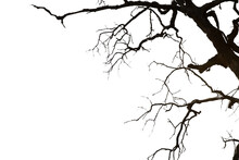 Dead Branches Isolated , Silhouette Dead Tree Or Dry Tree On White Background With Clipping Path.