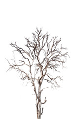 Dead tree isolated on white background with clipping path. Silhouette dead tree or dry tree .