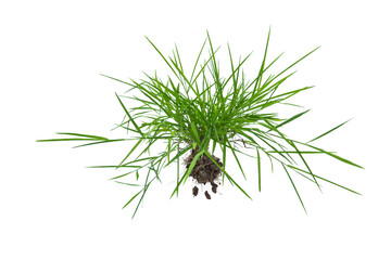 Wall Mural - Grass isolated on white background. Clipping path.