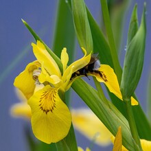 Closeup Shot Of A Bug On A Yellow Iris