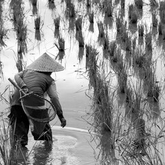 Wall Mural - Grayscale shot of a person working in the farm