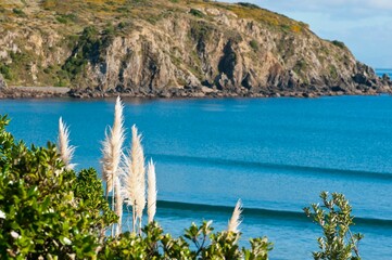 Wall Mural - natural view of toitoi grasses at titahi bay in wellington, new zealand