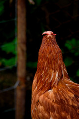 Canvas Print - Vertical closeup shot of a brown chicken (Gallus domesticus)