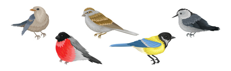 Wall Mural - birds as warm-blooded vertebrates or aves with feathers and toothless beaked jaws vector set