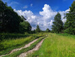 a dirt road among the trees with a blue sky on a sunny day in summer in Ukraine