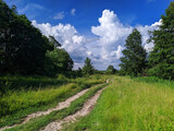 Fototapeta Natura - a dirt road among the trees with a blue sky on a sunny day in summer in Ukraine