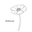 Hand drawing buttercup flower isolated on white background. Buttercup sketch. Garden flower Vector illustration