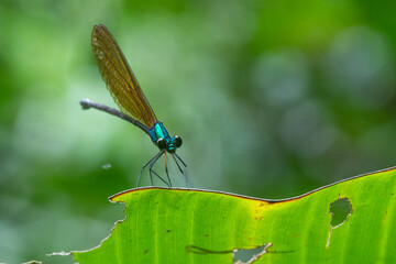 Wall Mural - 	
A beautiful green metallic damselfly vestalis luctuosa perches on a green leaf	
