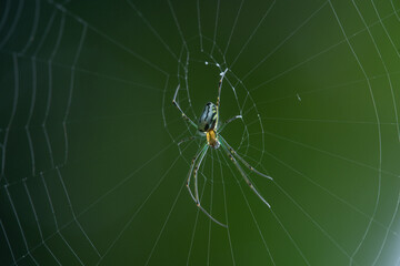 Wall Mural - A small green orb weaver spider on its web with rim light and bokeh background 