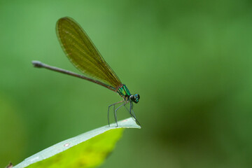 Wall Mural - 	
A beautiful green metallic damselfly vestalis luctuosa perches on a green leaf	
