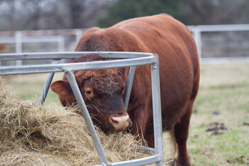 Wall Mural - Red Angus Bull, closeup of face, eating hay in the pasture