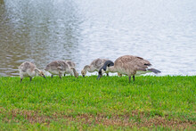 Canada Goose With Goslings Feeding On Shore Of Lake