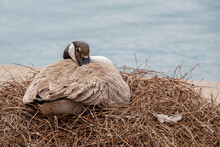 Canada Goose Resting On Nest