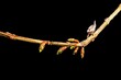 © zayacsk - Branch of Border Forsythia shrub, latin name Forsythia Intermedia with fresh early spring flower buds. Black background.