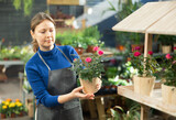 Fototapeta Lawenda - flower shop worker holds flower pot with densely flowering rose bush in her hands