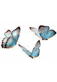 Fototapeta Zwierzęta - butterfly isolated on white