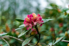 Close-up Of A Rhododendron Flower Plant