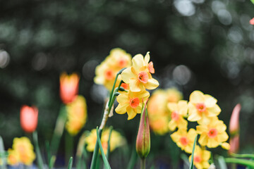 Blooming Narcissus with raindrops on it in spring with snow on the ground