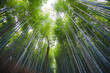 © Ernest - Beautiful View of Bamboo Forest in Japan for a Zen Feel