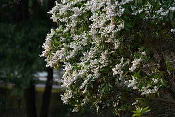 Wall Mural - Japanese andromeda flowers. Ericaceae evergreen shrub.
Toxic plants. Many white pot-shaped flowers bloom from March to May.