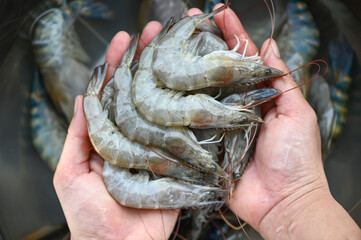 Sticker - white shrimp raw shrimps on hand washing shrimp on bowl, fresh shrimp prawns for cooking seafood food in the kitchen or buy shrimps on shop at the seafood market