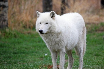  Arctic Wolfdog - Canada