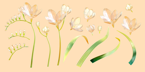  3D translucent freesia set