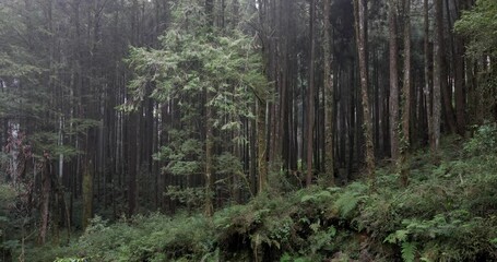 Wall Mural - fog in the forest at alishan national forest recreation area of taiwan