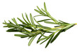 © kaiskynet - Rosemary leaf herbal is spices isolated on a transparent background