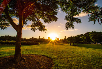 the sunset in the new farm park in brisbane