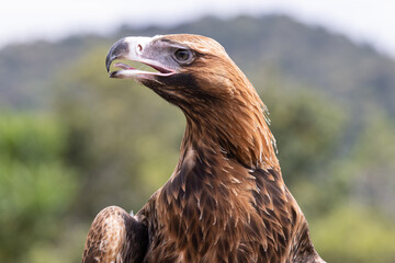 Wall Mural - Close up of Australian Wedge-tailed Eagle