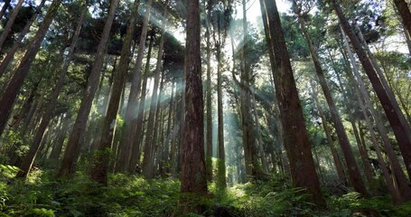 Wall Mural - sunlight in the green forest in alishan national forest recreation area of taiwan