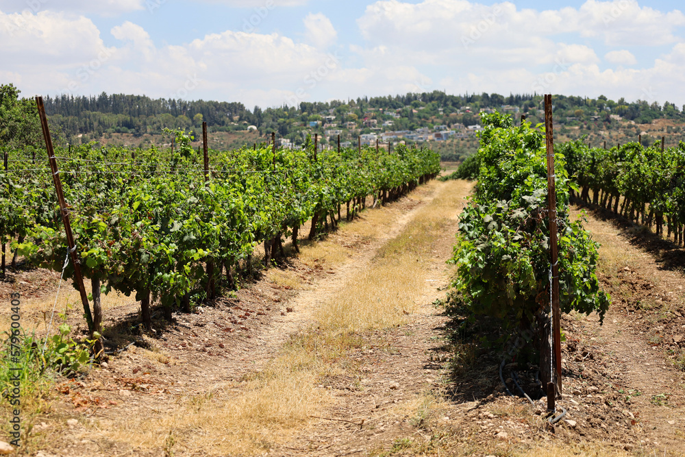 View of beautiful vineyard in countryside