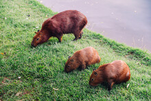 Capybaras Next To Lake In Belo Horizonte, Brazil
