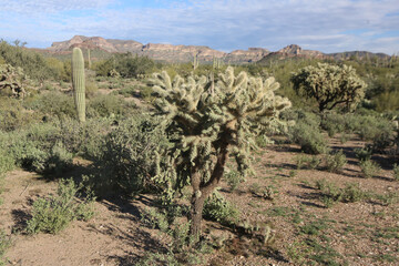 Wall Mural - cactus in the desert